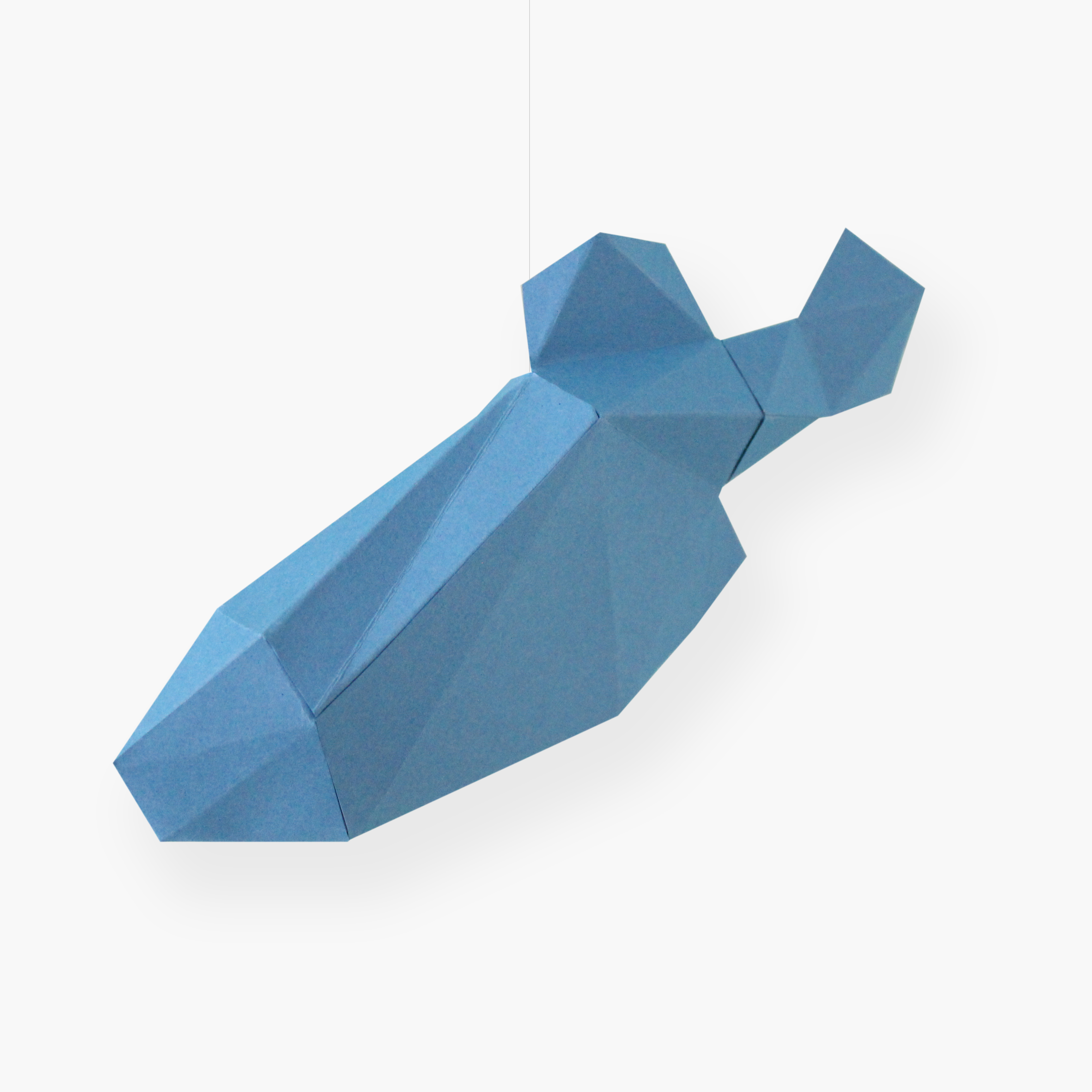 Gambusia colgada y nadando.